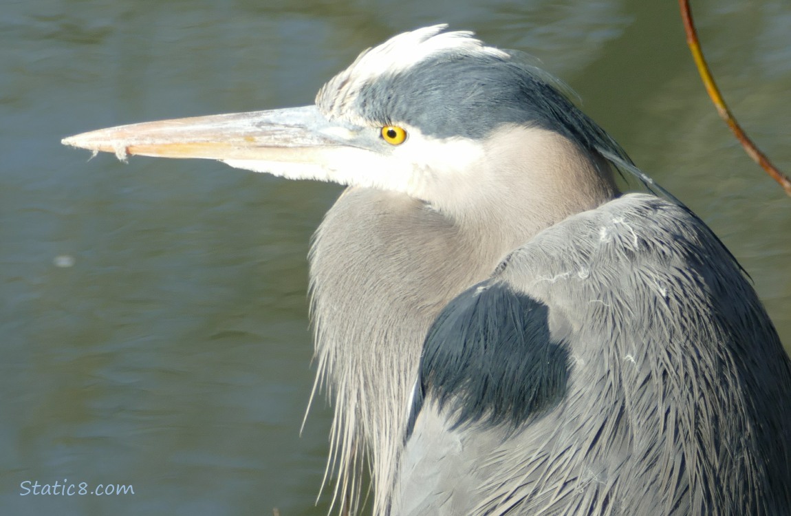 Close up of a Great Blue Heron