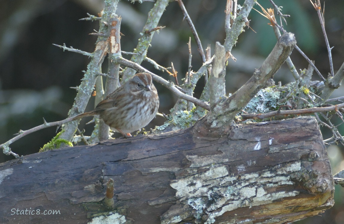 Song Sparrow standing on a dead tree trunk