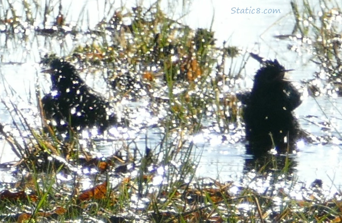 Two Starlings bathing in a grassy puddle