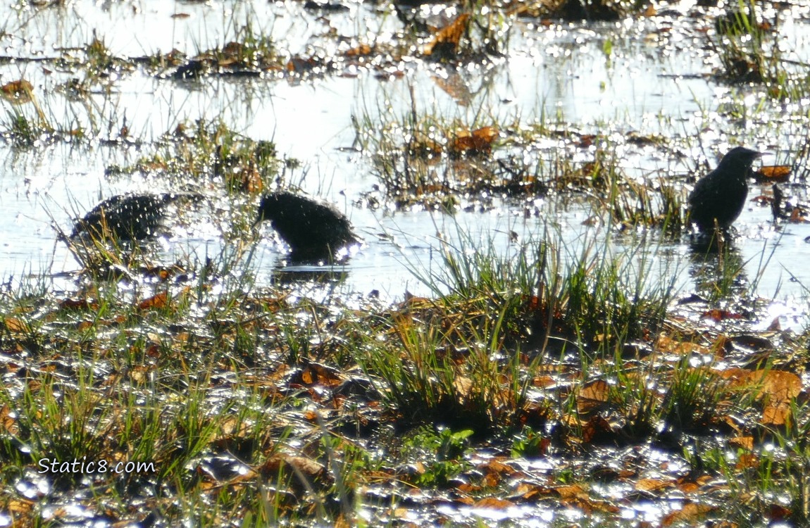 Three Starlings bathing in a grassy puddle