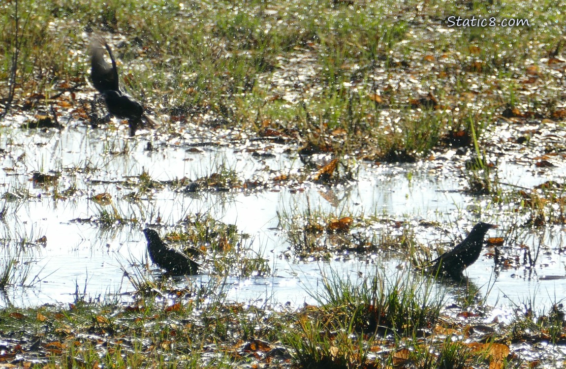 Two Starlings bathe in a grassy puddle, one flies away