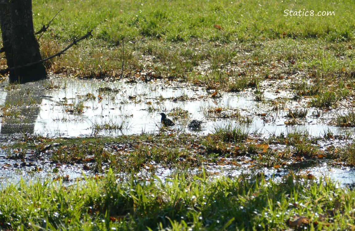 A puddle in the grass with two starlings bathing