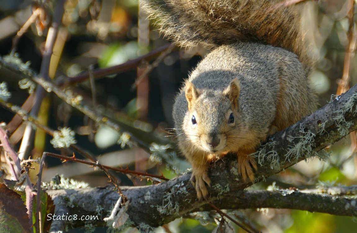 Squirrel standing on a branch