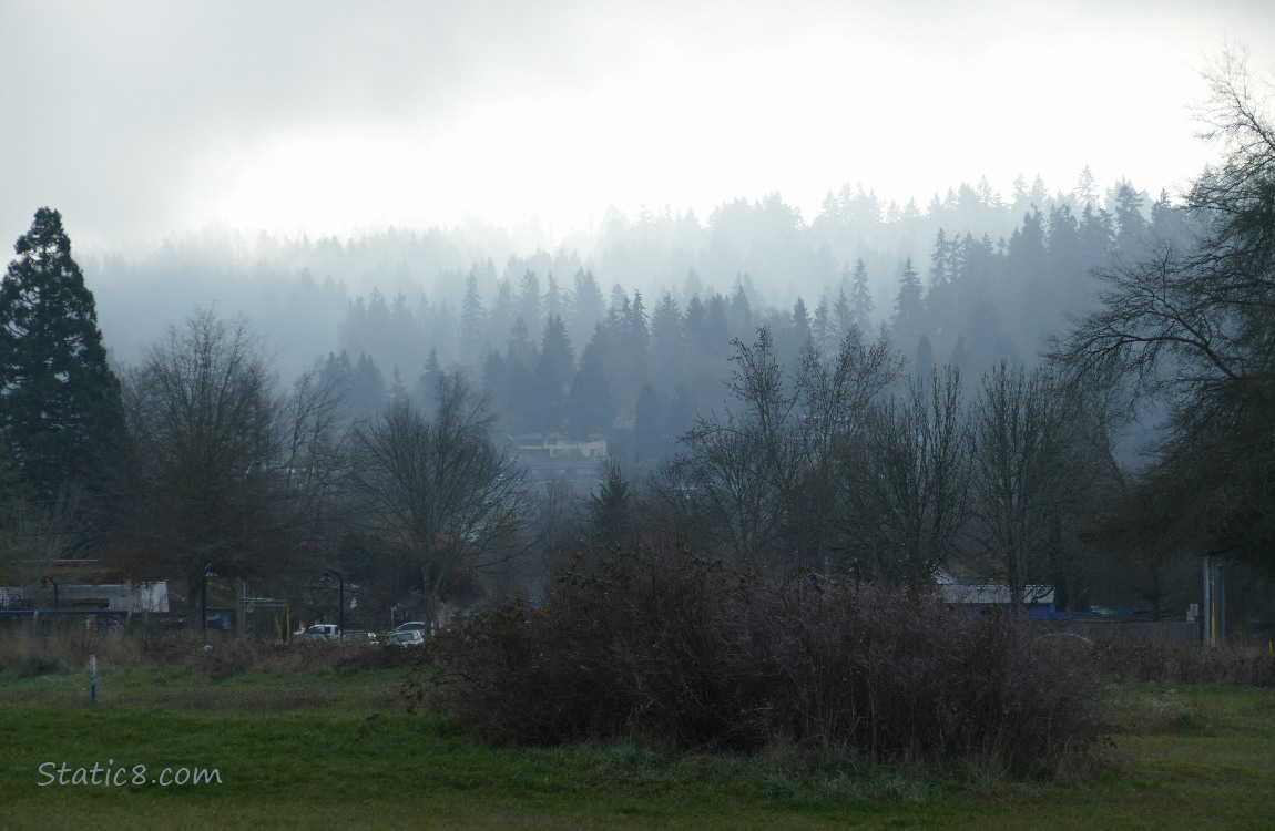 foggy trees in the distance