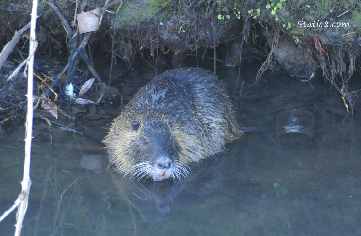 Nutria sitting in the water near the bank