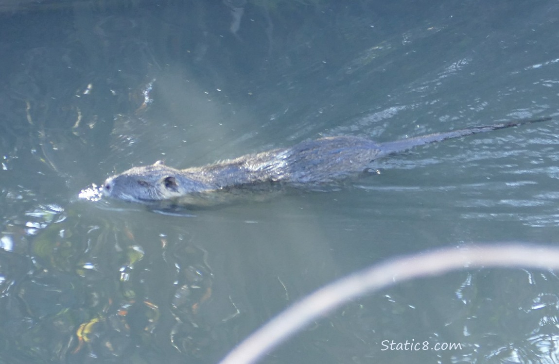 Nutria swims in the water