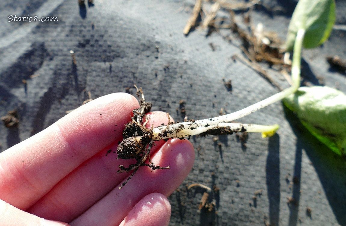 Lesser Celandine bulblet held in a hand