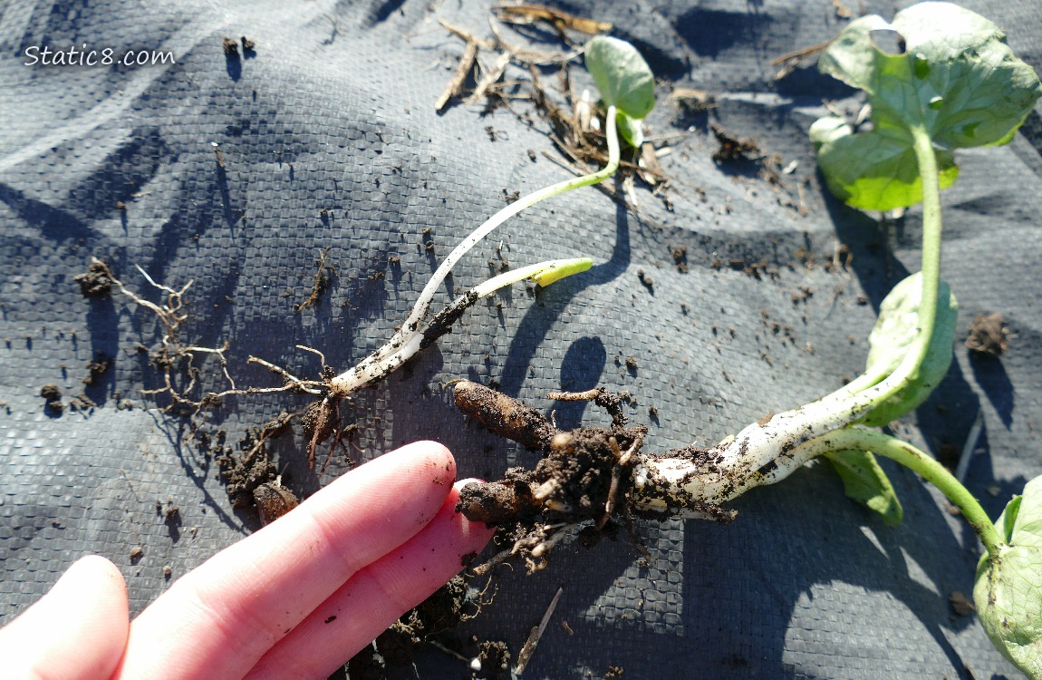 Lesser Celandine with tubers