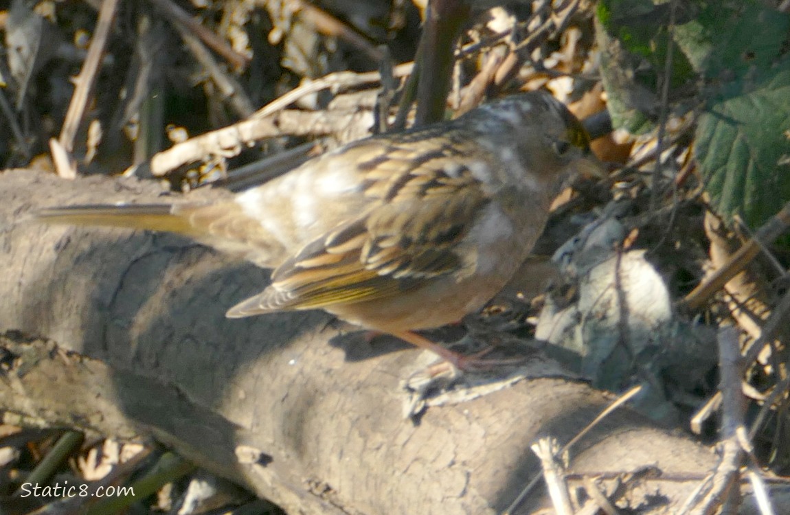 Golden Crown Sparrow with leucism standing on a branch