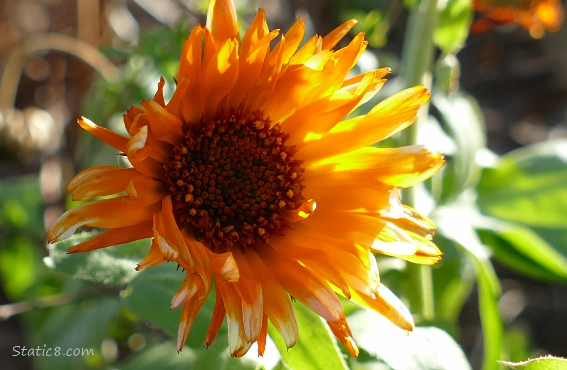 Close up of an orange Calendula bloom