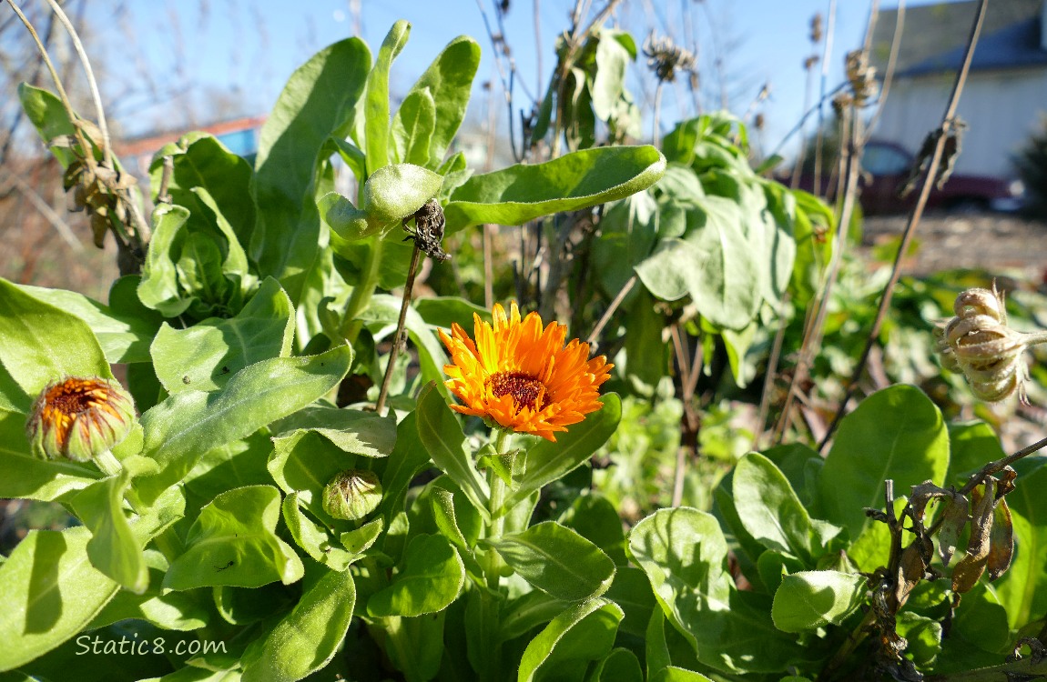 Orange Calendula bloom with leaves and flower buds