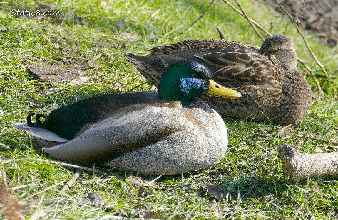A pair of Mallards sitting on the grass, the female is napping