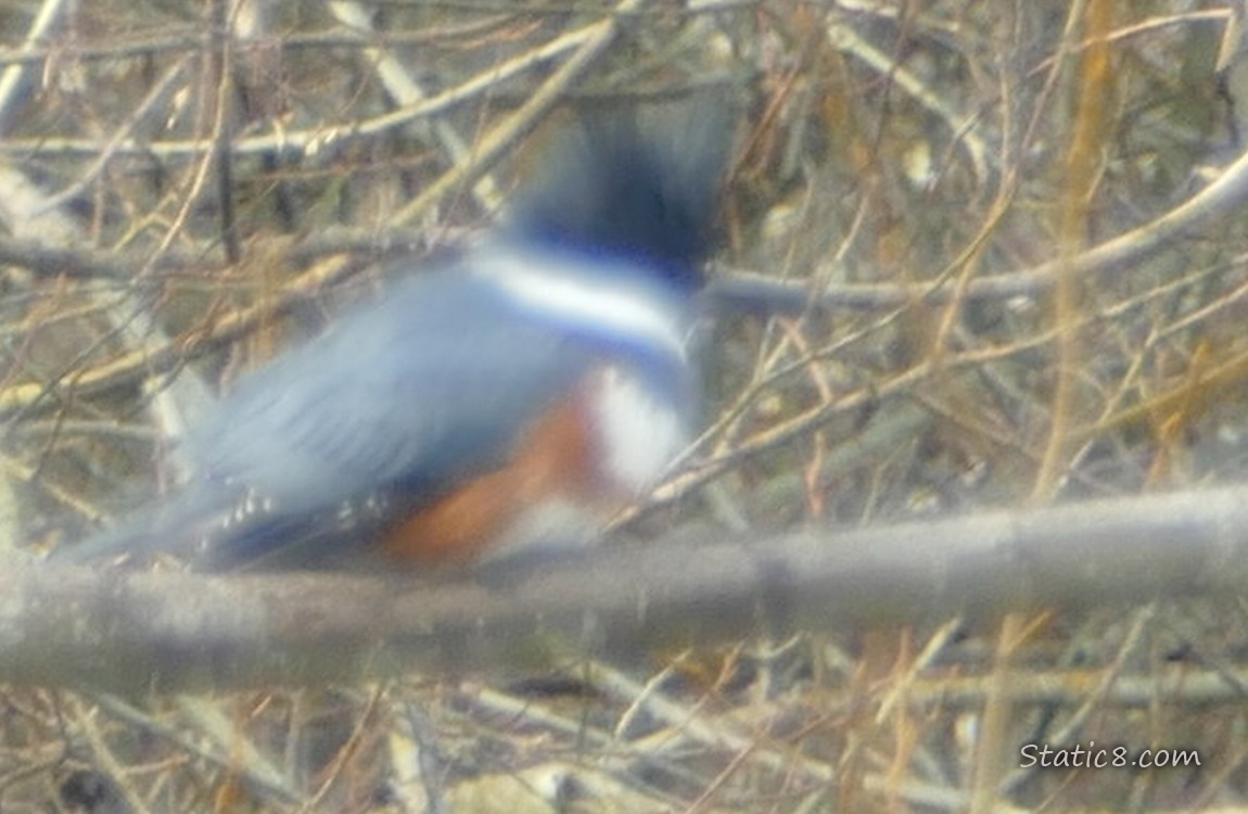 Female Belted Kingfisher among sticks