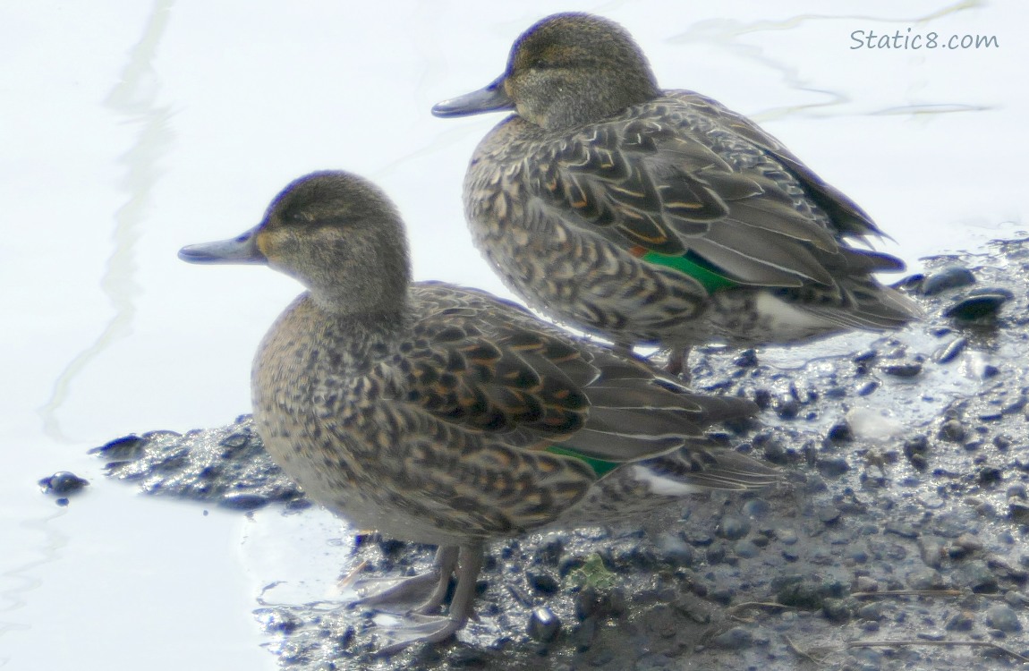 Two female Green Wing Teals standing near the water