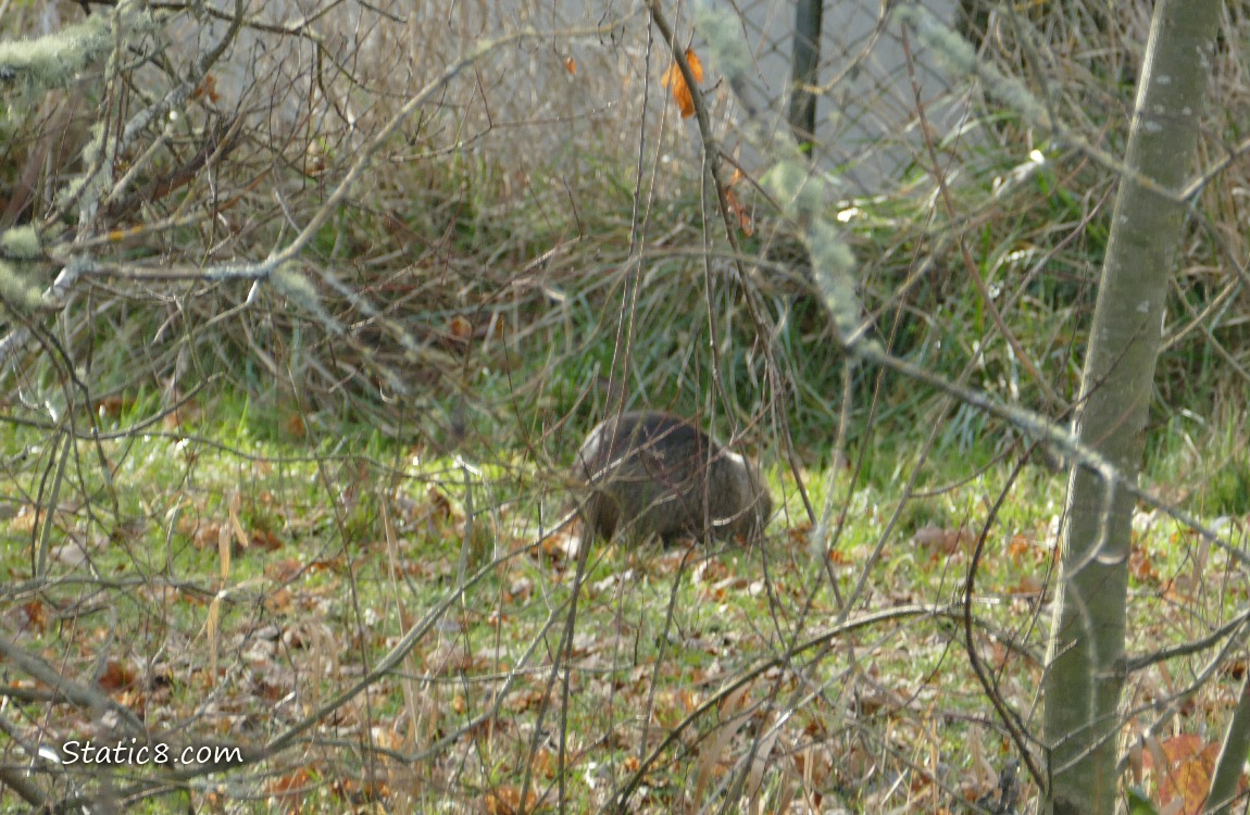 Nutria past bushes of winter bare trees