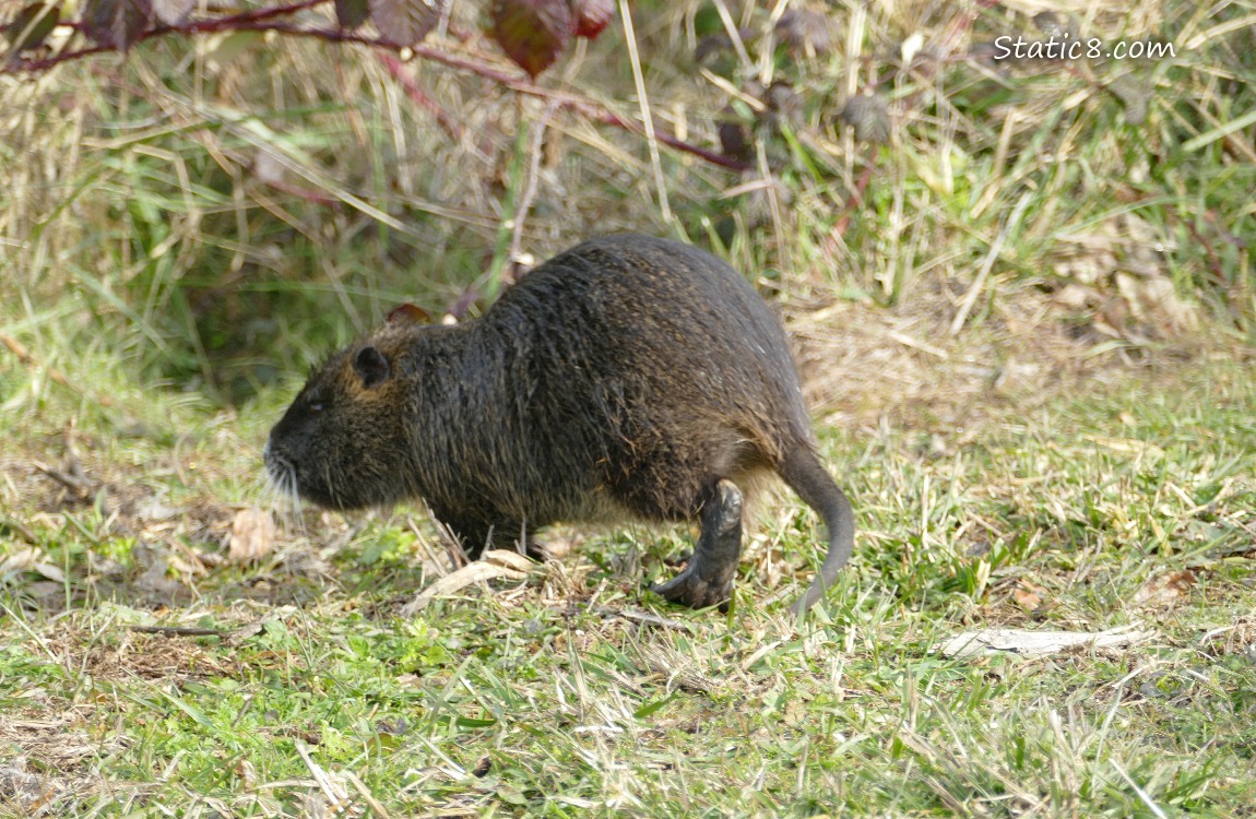 Nutria in the grass, running away