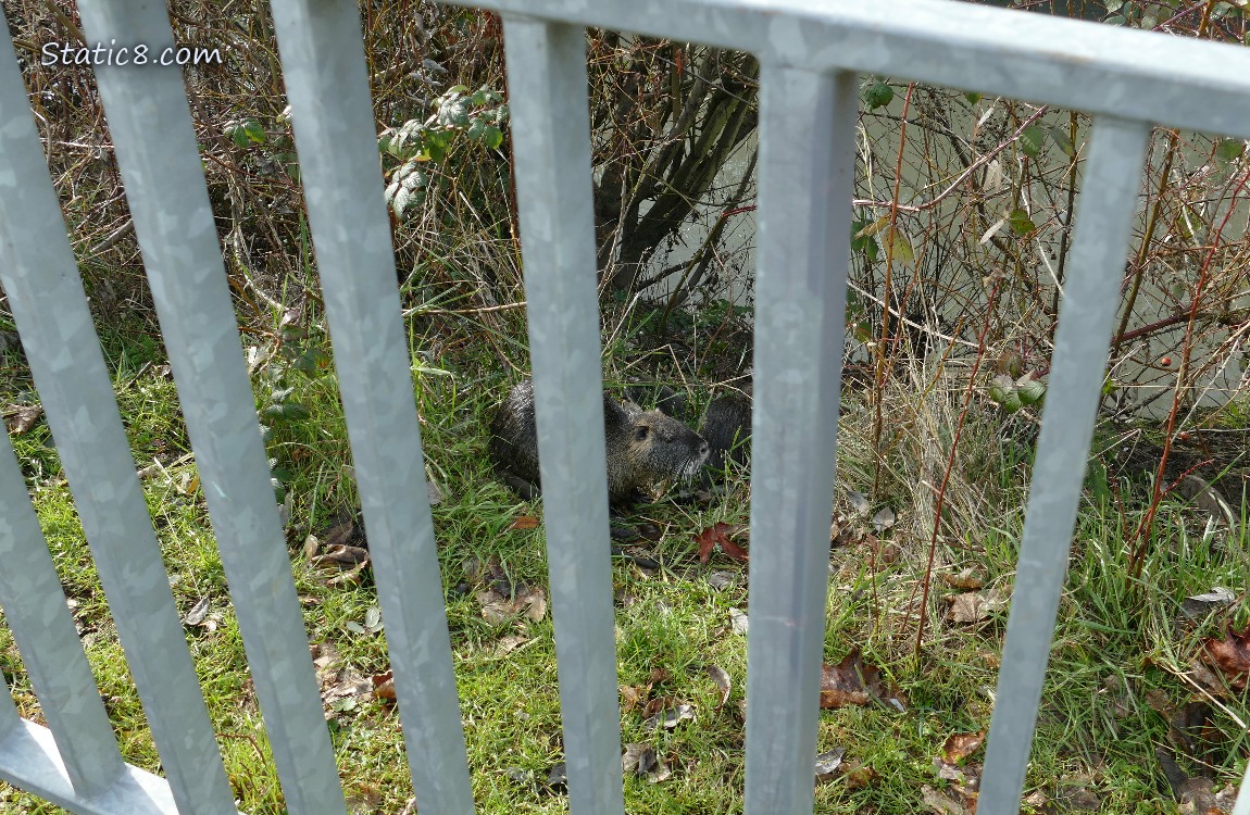 Nutrias behind a metal railing