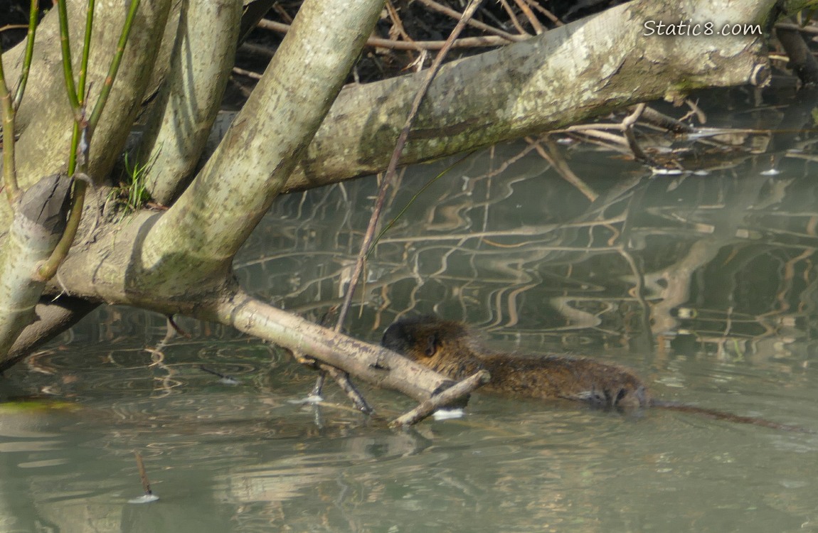 Nutria swimming away