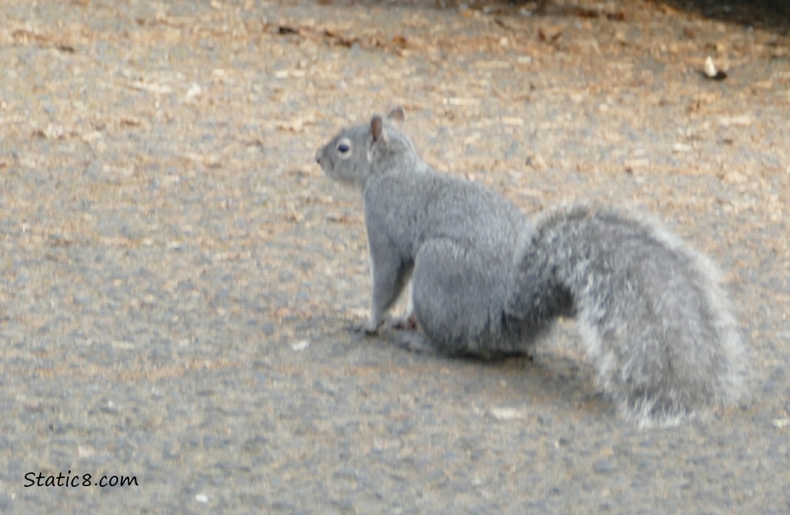 Western Grey Squirrel sitting in the street
