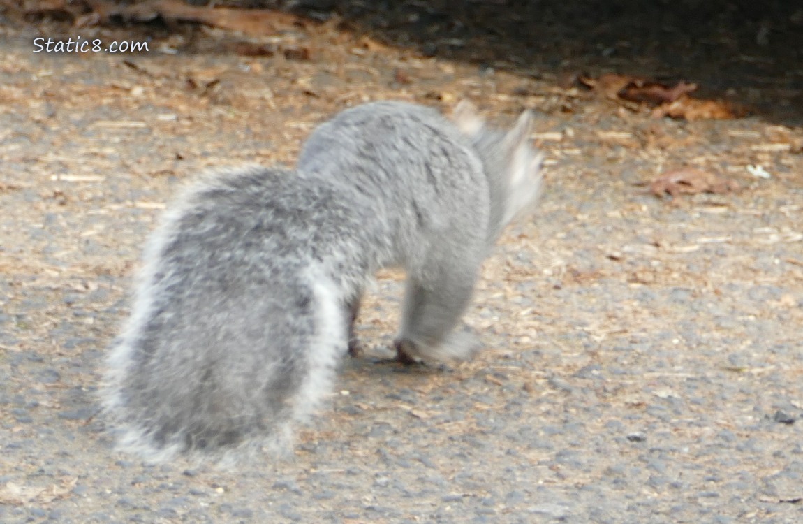 Blurry Western Grey Squirrel, running away on the pavement