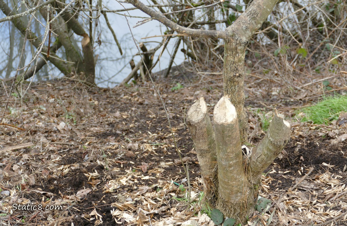 Beaver chewed stumps