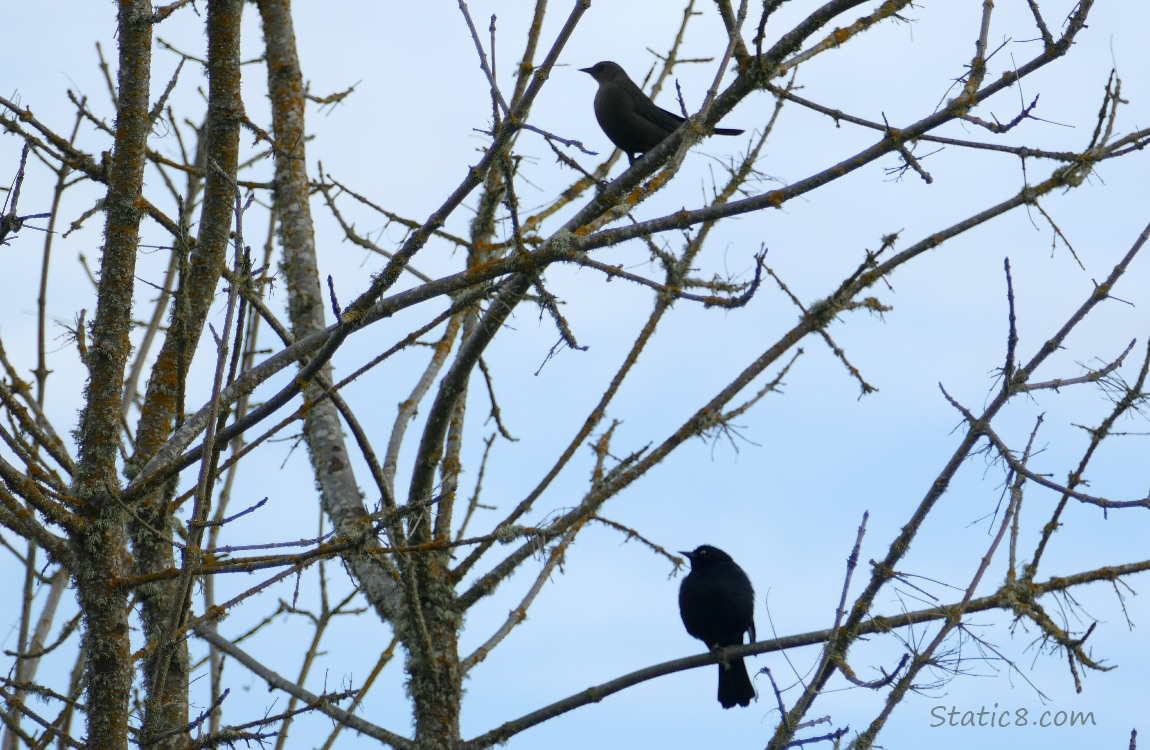 Two Brewer Blackbirds in a winter bare tree