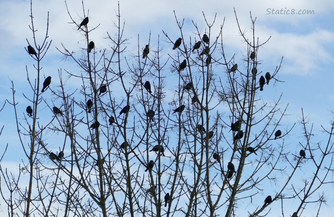 Flock of Brewer Blackbird sitting in a winter bare tree