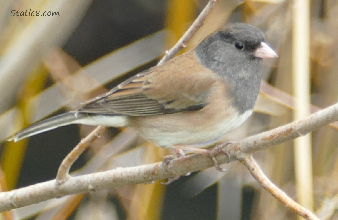 Junco standing on a twig