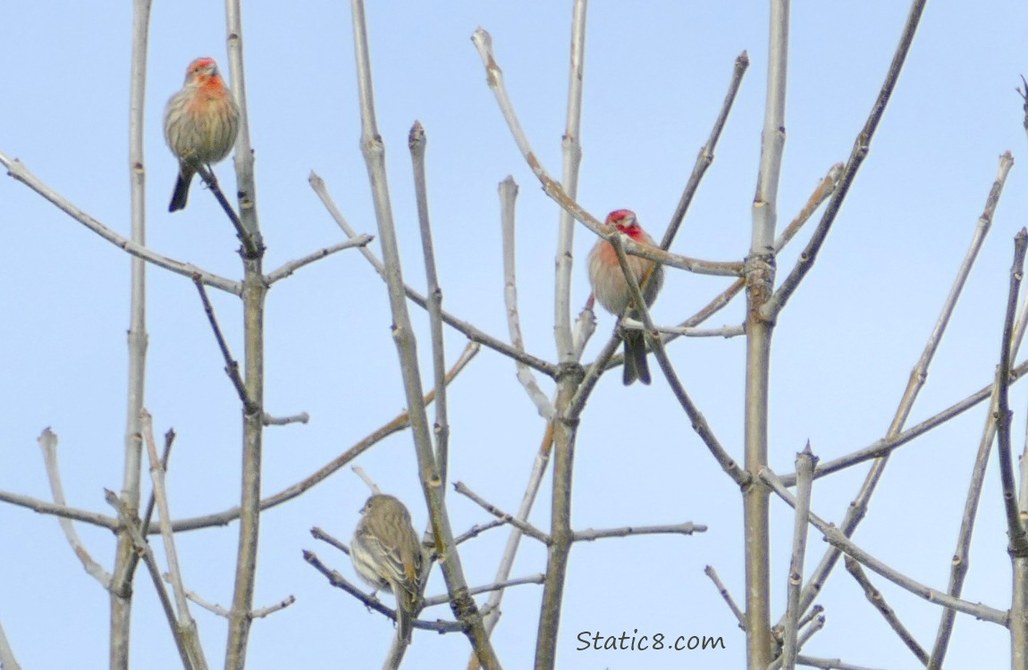 Three House Finches standing in a winter bare tree