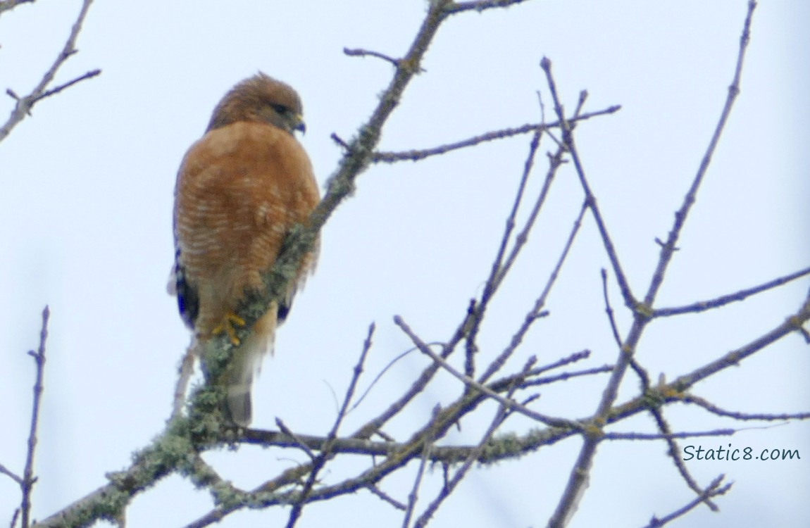 Red Shoulder Hawk standing in a winter bare tree