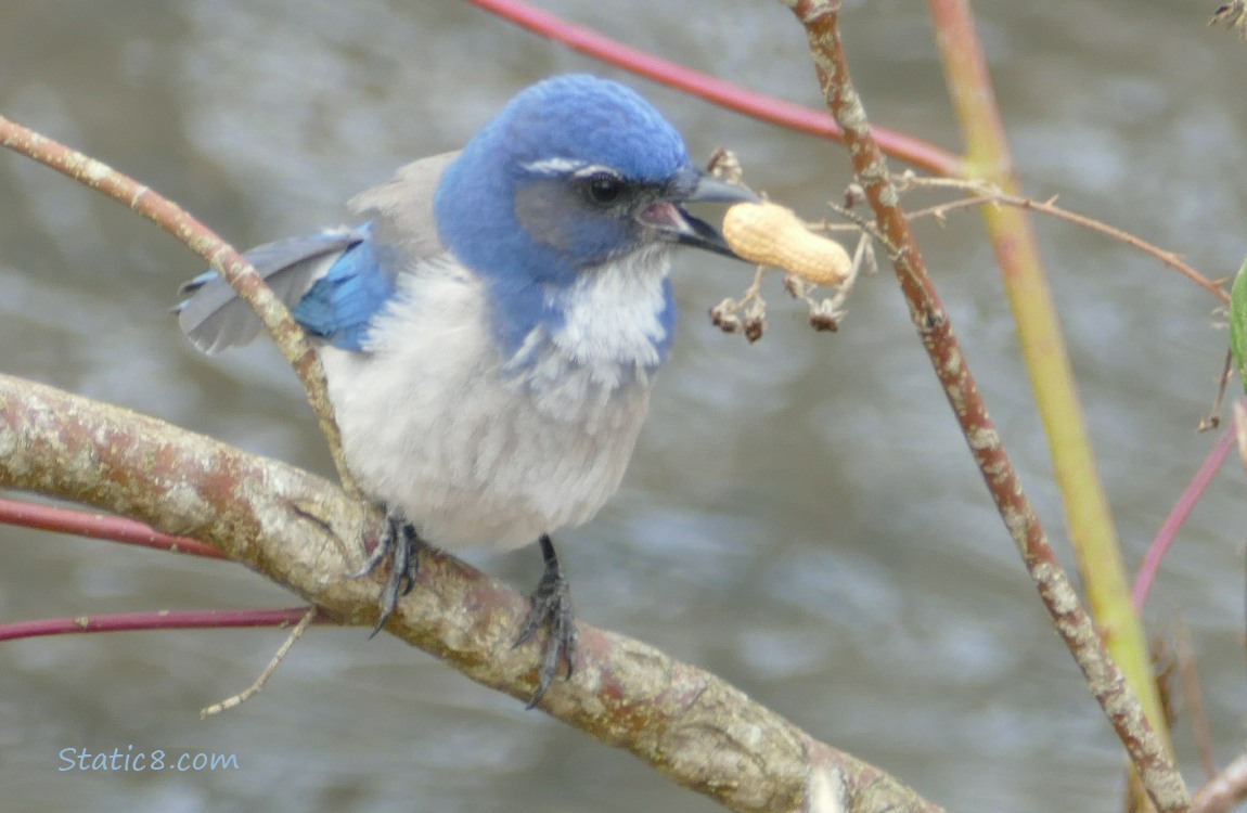 Scrub Jay holding a peanut in her beak