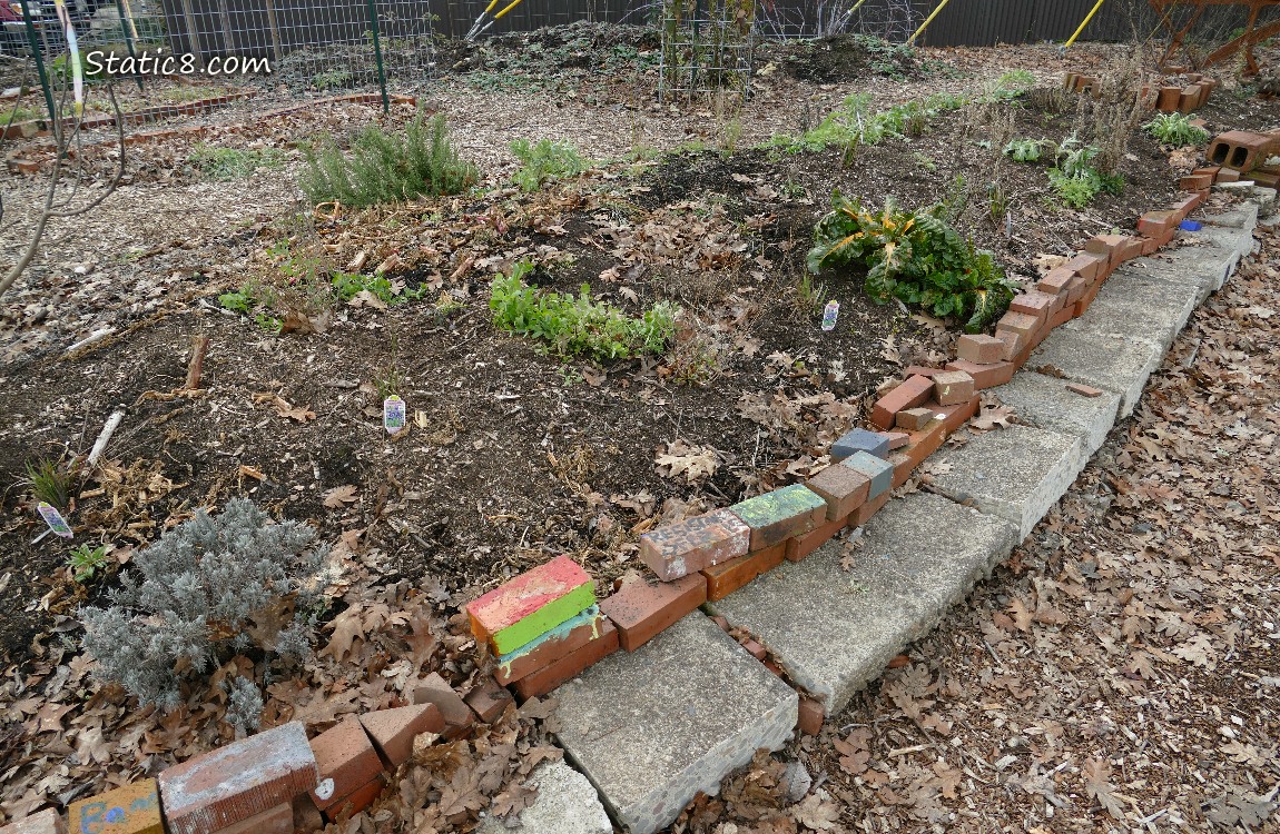 A few green plants growing behind a row of bricks