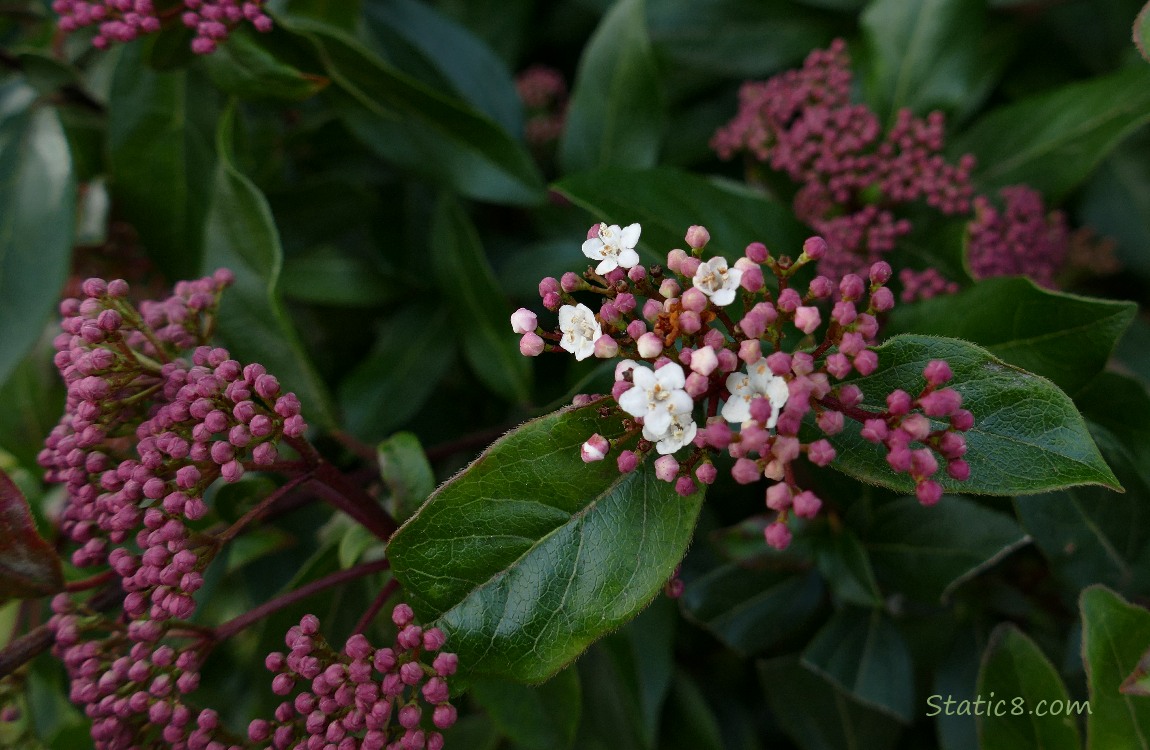 pink flower buds with dark green leaves