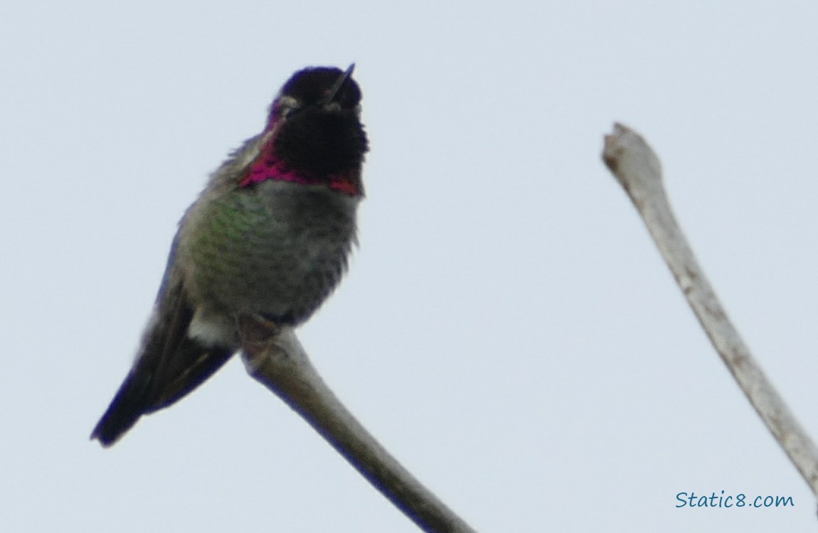Anna Hummingbird standing on a twig