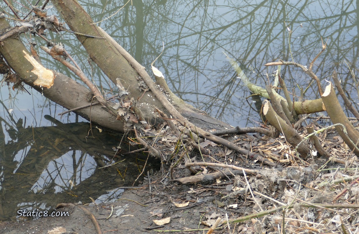 Beaver chewed trees next to the creek