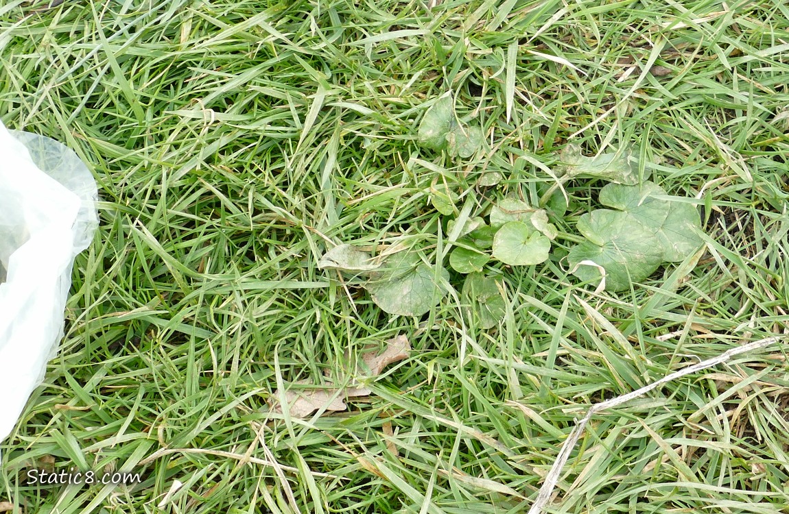 Lesser Celandine growing in grass