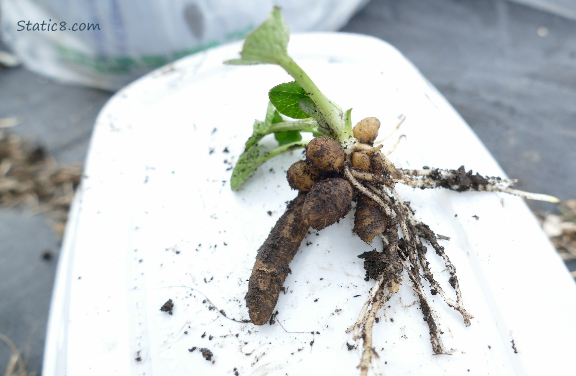 Lesser Celandine with roots attached