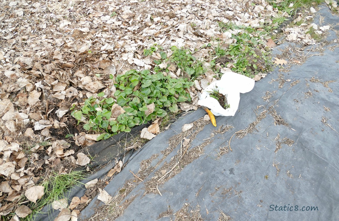Garden plot with weed along a black tarp