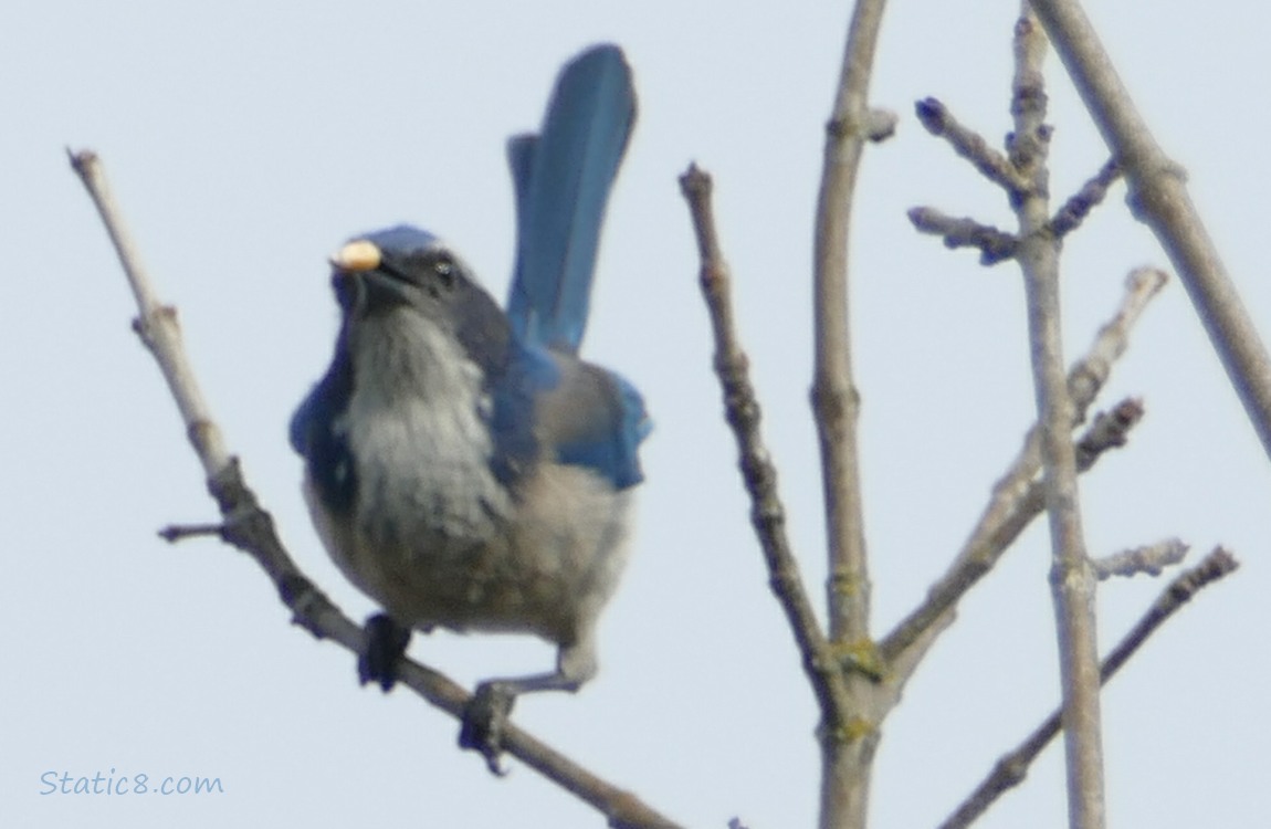 Scrub Jay standing in a winter bare tree, holding a kernal of corn in her beak