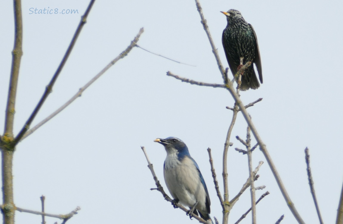 European Starling standing above a Scrub Jay in a winter bare tree