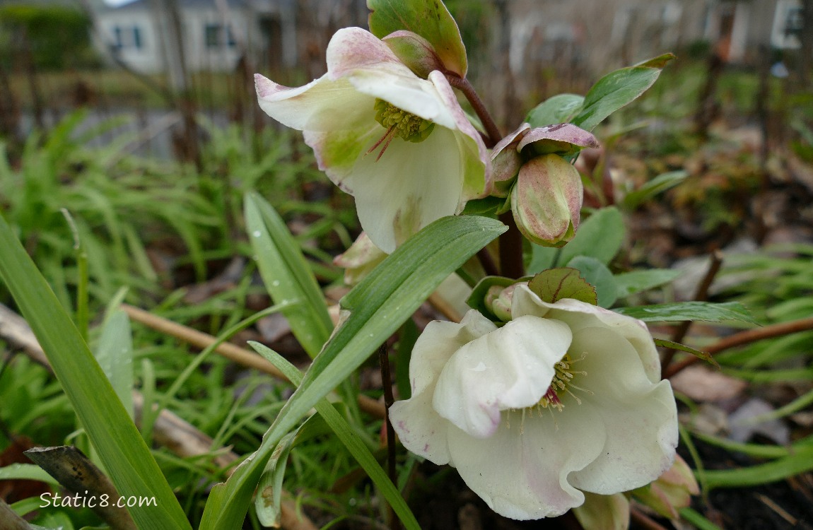 White Lenten Roses blooming in the grass