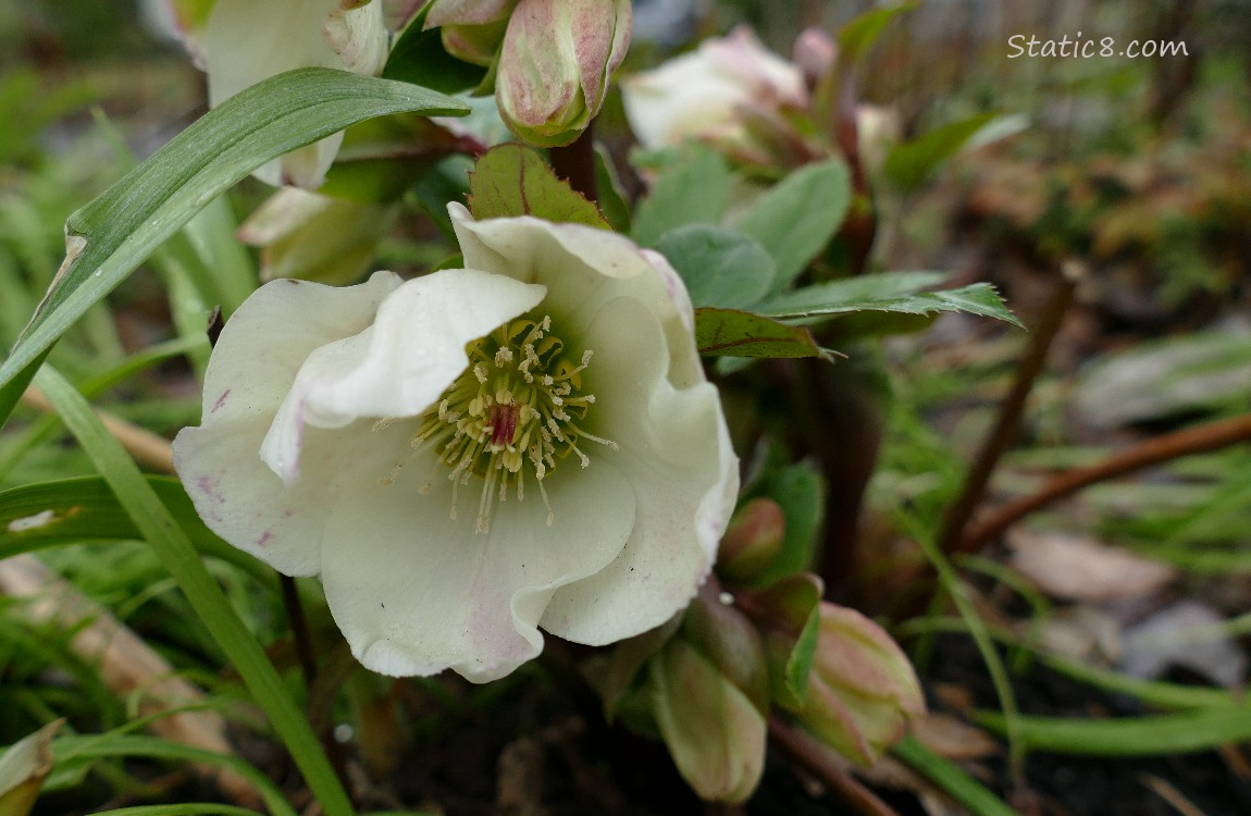 Close up of a white Lenten Rose bloom