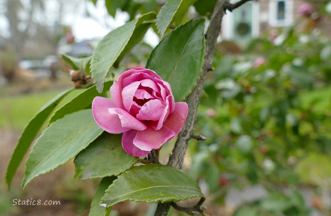 Pink Rose bloom in a yard, the house in the background