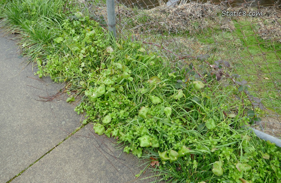 Weeds and grass next to a sidewalk