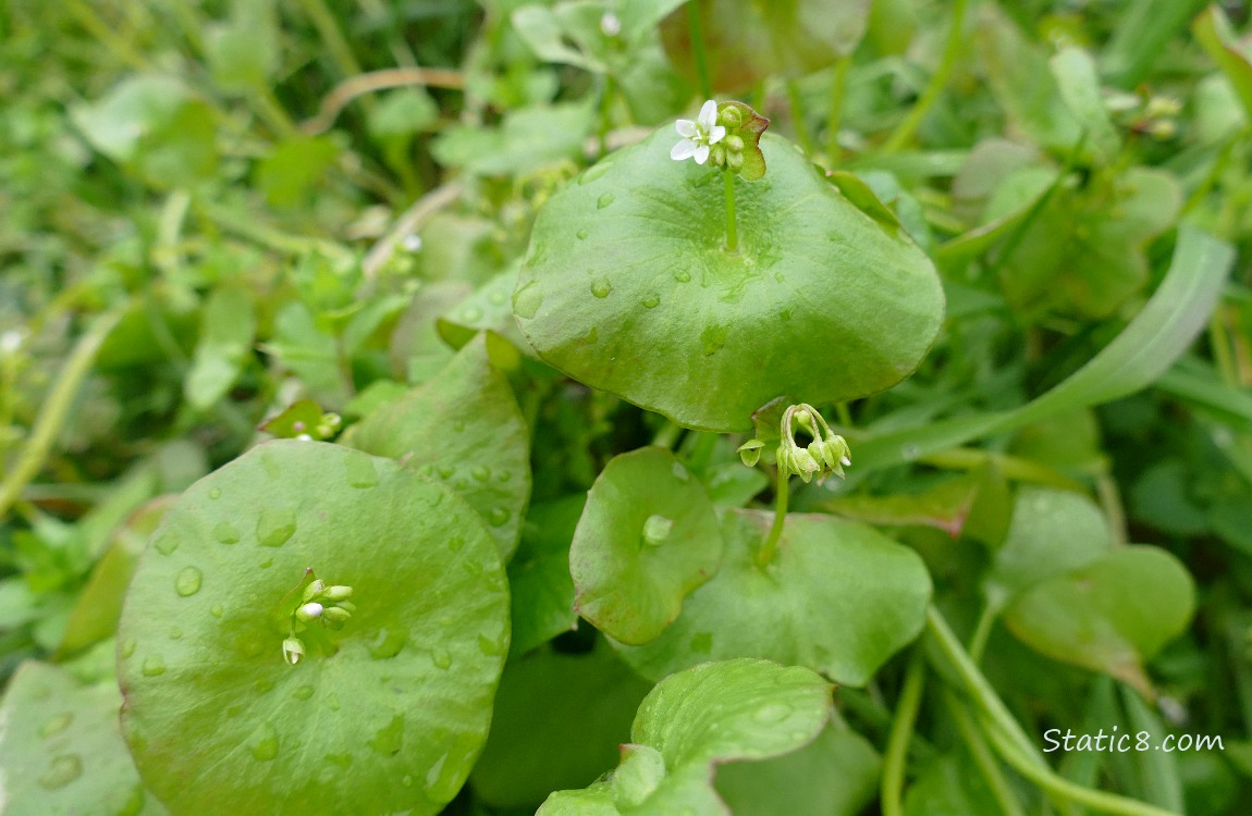 Close up of Miners Lettuce with a tiny bloom
