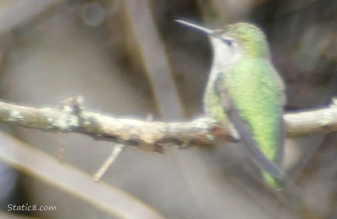 Anna Hummingbird standing on a twig