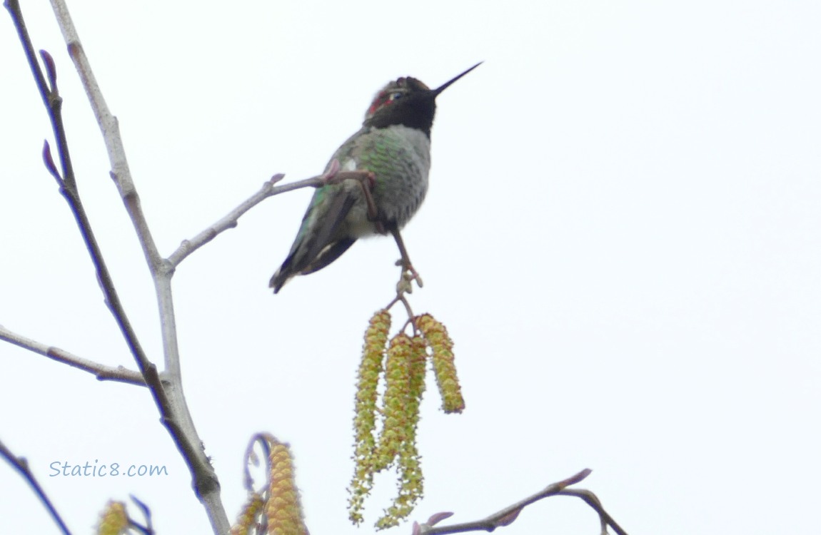 Anna Hummingbird standing on a twig