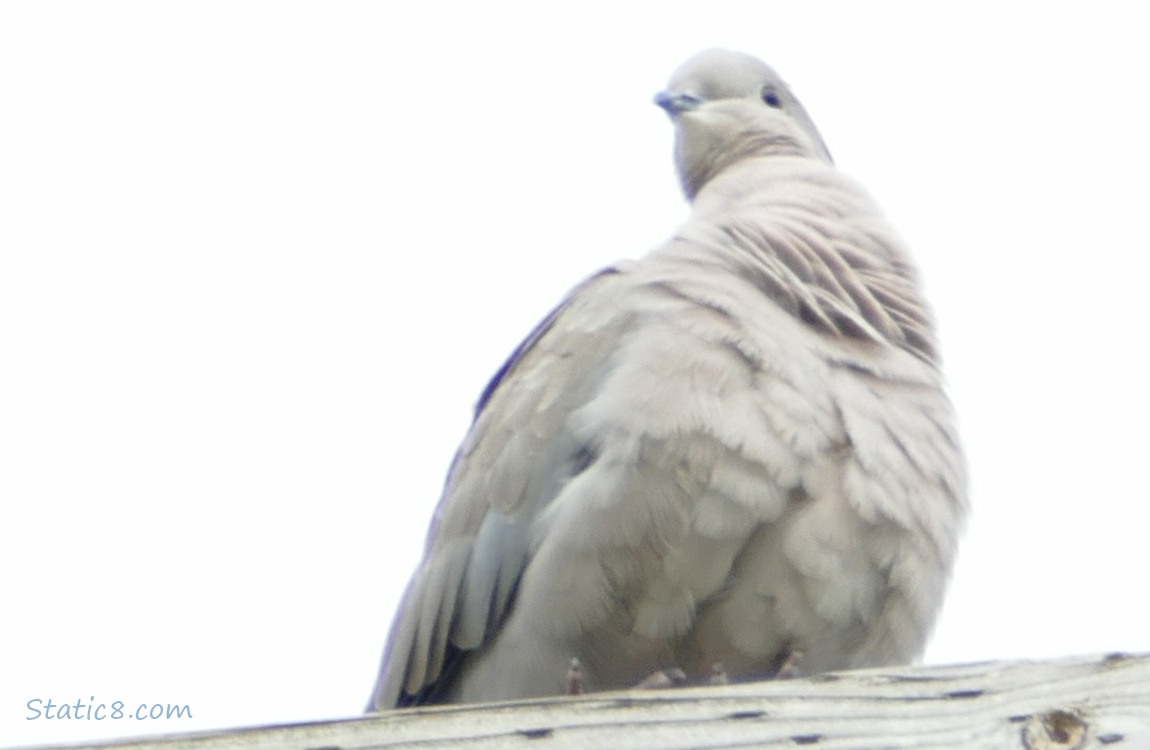 Eurasian Collared Dove on a power pole