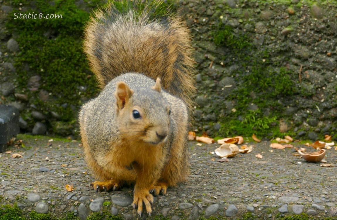Squirrel sitting on a stair step next to some broken peanut shells