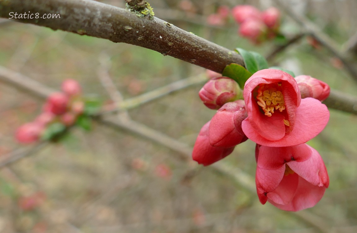Flowerin Quince blooms